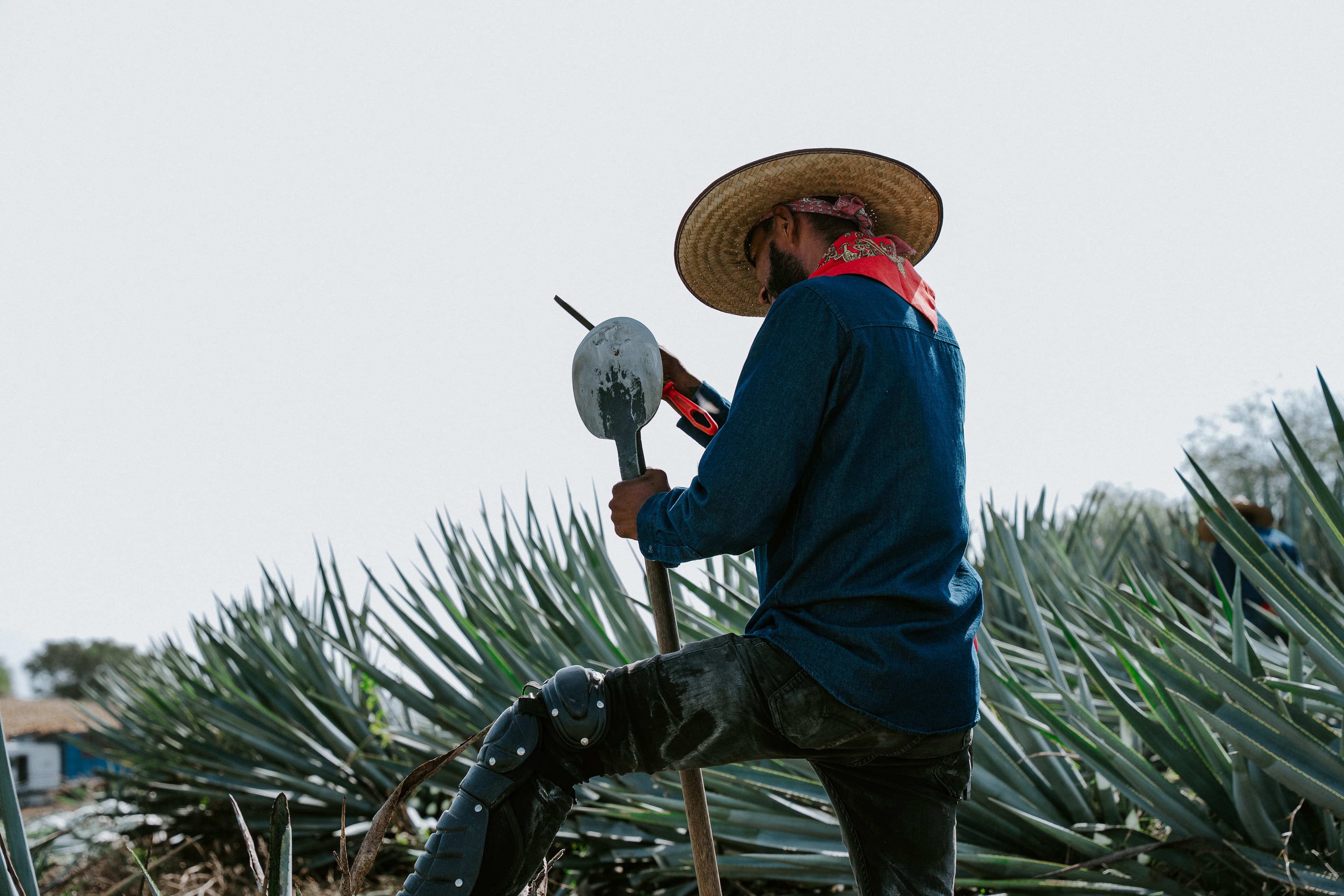 Proceso del tequila