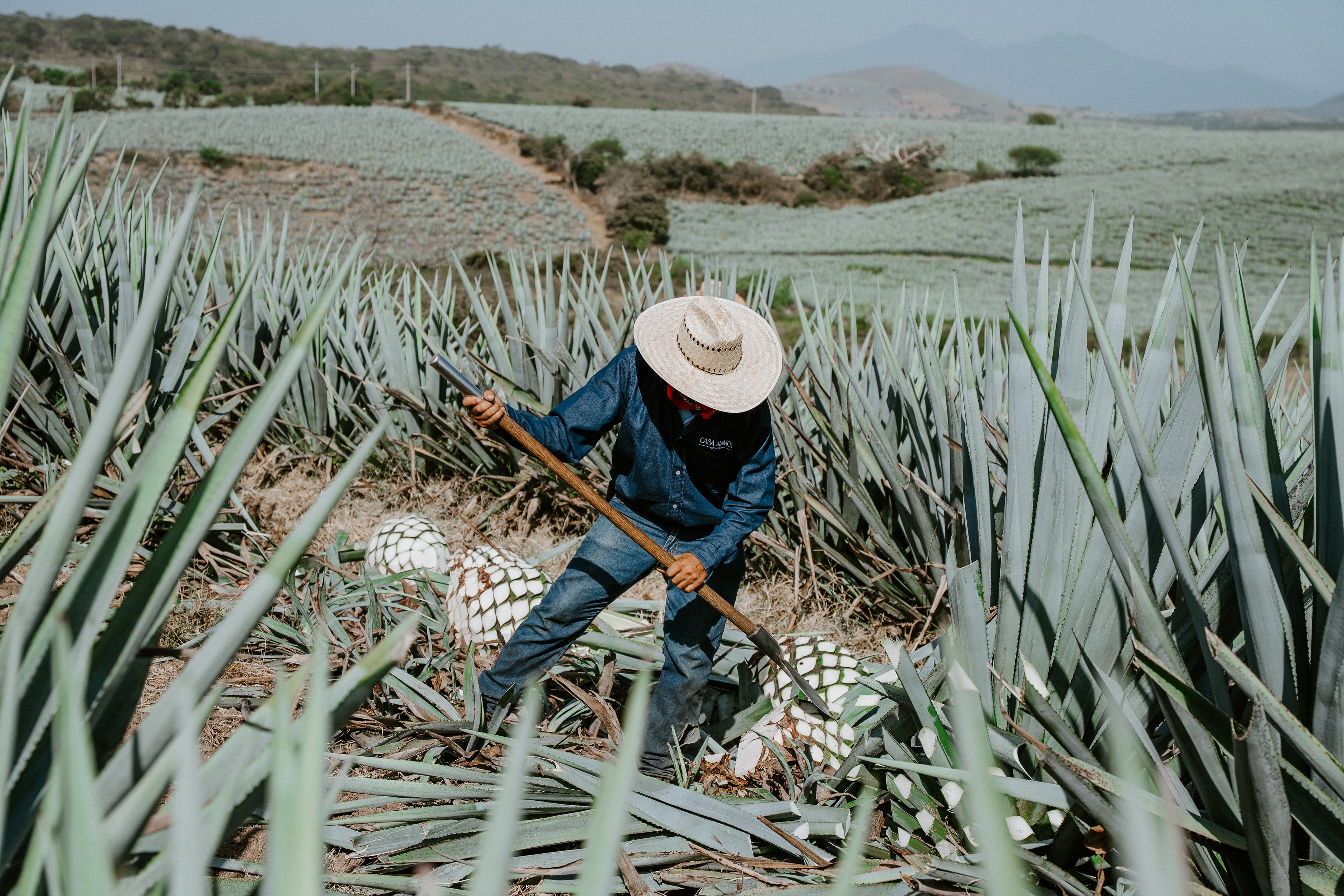 Tierra de Jalisco