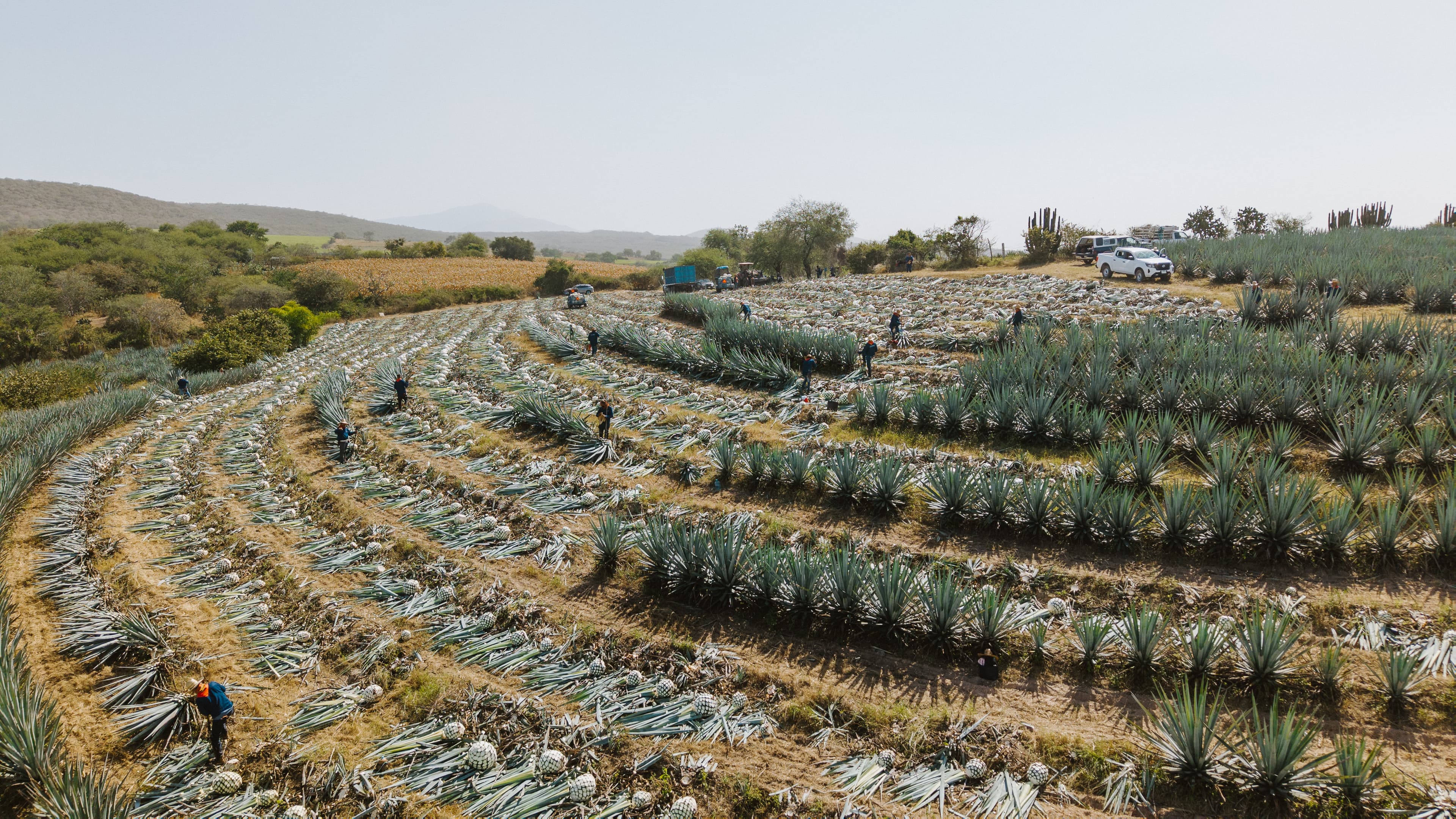 Proceso de elaboración del tequila